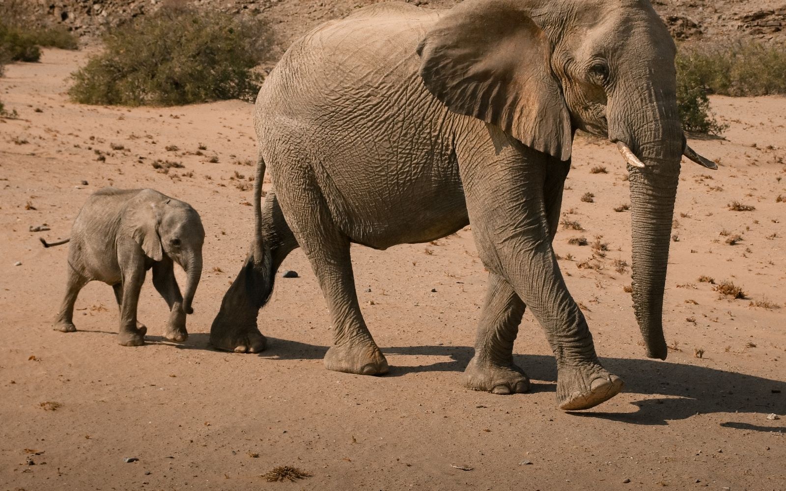 Mother elephant and calf crossing the Namibian desert